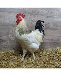 Coq