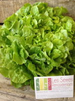Salade feuille de chêne verte
