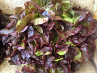 Salade feuille de chêne rouge