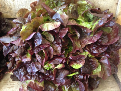 Salade feuille de chêne rouge