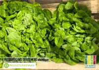 2 salade feuille de chêne blonde
