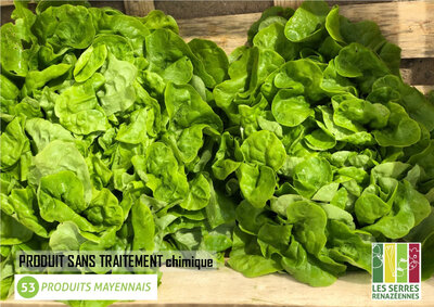 2 salade feuille de chêne blonde