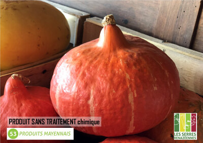 Courge potimarron