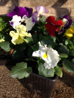 Pensée variées / barquette de 10