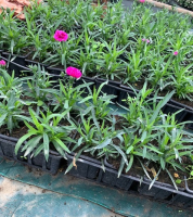 œillet vivace  au godet