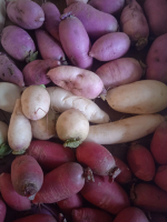 Radis bio violet, rouge et blanc