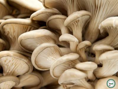 Champignon pleurote