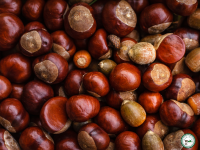 Châtaignes