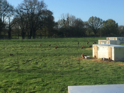 Lapin entier prêt à cuire (sans la tête)