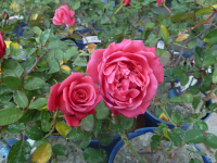 Rosier arbustif voluptia crazy pink