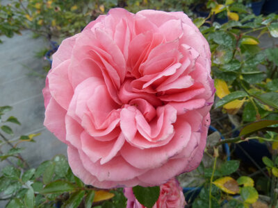 Rosier arbustif voluptia pink