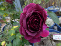 Rosier arbustif voluptia purple