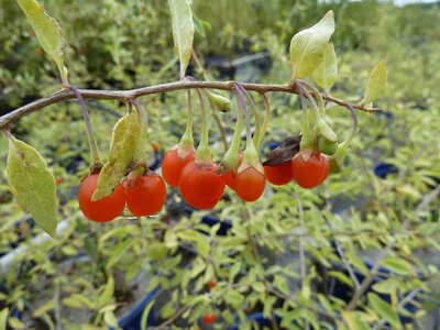 Baie de goji gojidelys
