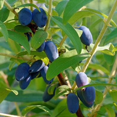 Camerisier fruity berry