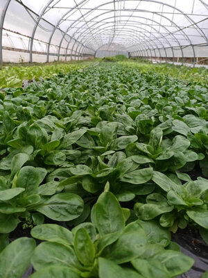 Colis mâche 3kg