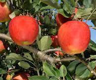 Pomme reine des reinettes plateau 4.5kg)