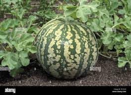Melon d'eau vert 2,000 kg a 2,500 kg