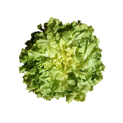 Salade frisée rhodos petite