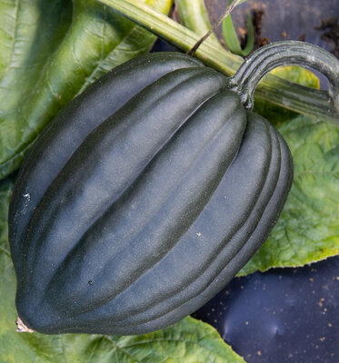Courge table queen