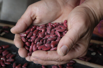 Haricots rouges