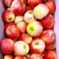 Pomme elstar vrac 5kg 'bon marché'