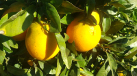 Oranges navel bio