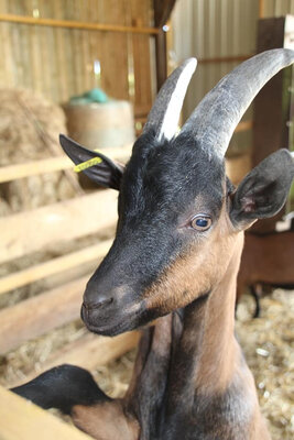 Viande de cabris bio