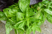 Pesto de basilic
