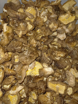 Shiitake sec
