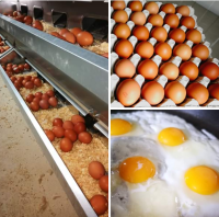 Oeufs extra frais, plein air, bio