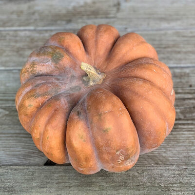 Courge musquée de provence ( tranche)