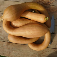 Courge tromba d'albenga