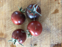 Tomate bacchante (graines à semer)