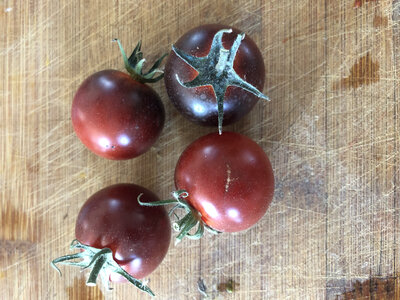 Tomate bacchante (graines à semer)