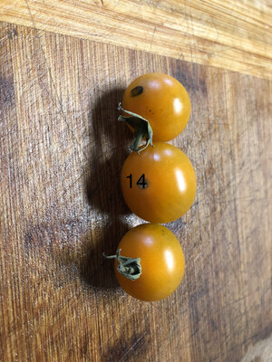Tomate centiflor (graines à semer)