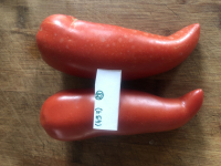 Tomate cornue des andes (graines à semer)