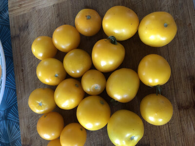Tomate boule d'or