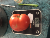 Tomate grosse landaise