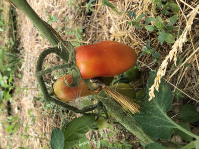 Tomate lucie 1