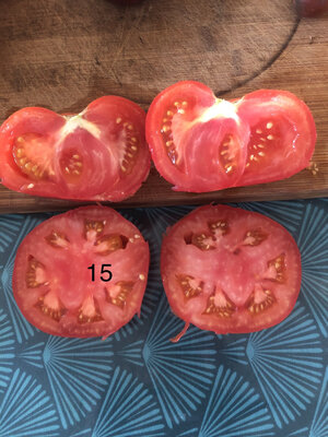 Tomate marmande (graines à semer)