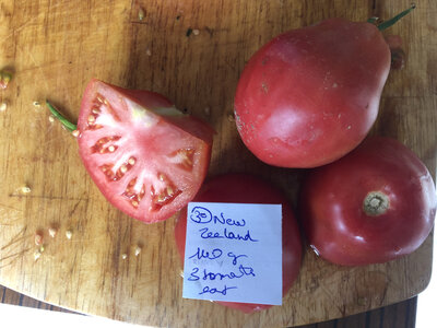 Tomate new zealand