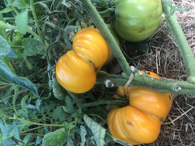 Tomate tangerine (graines à semer)