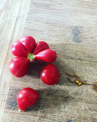 Tomate voyage (graines à semer)