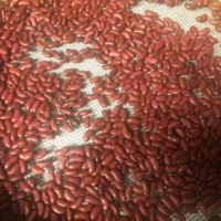 Haricot à écosser rouge (graines à semer)