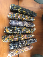 Maïs glass gem (graines à semer)