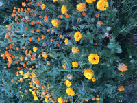 Souci (graines à semer)