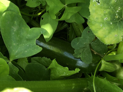 Courgette verte (graines à semer)