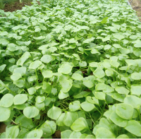 Pourpier claytone de cuba