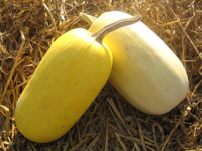 Courge spaghetti