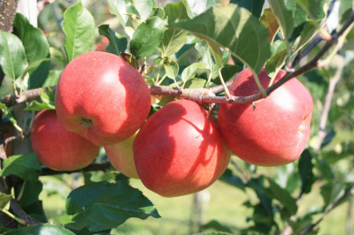Pommes variété 'galiwa'